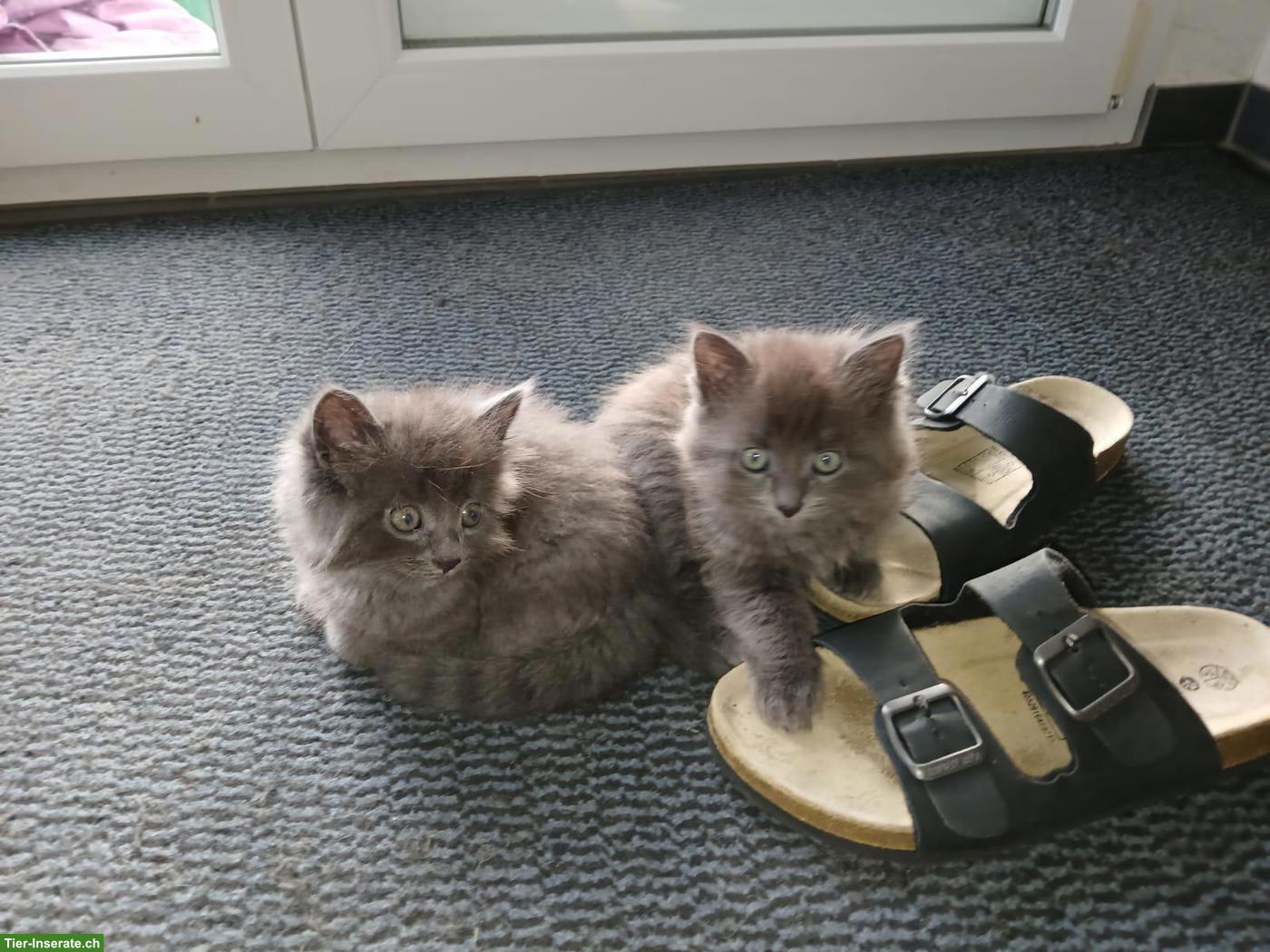 Bild 5: Junge graue Kartäuser-Mix Kitten zu vergeben