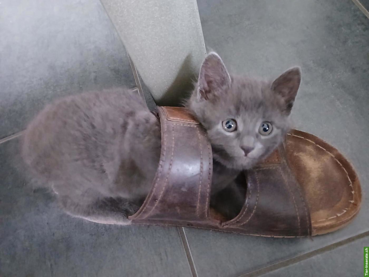 Bild 6: Junge graue Kartäuser-Mix Kitten zu vergeben