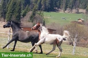 Bild 3: Pinto Araber Fuchsscheck Wallach für den gehobenen Freizeitreiter