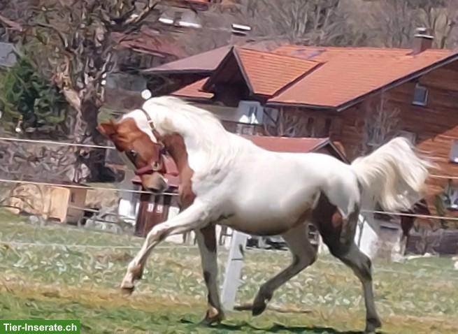 Bild 4: Pinto Araber Fuchsscheck Wallach für den gehobenen Freizeitreiter