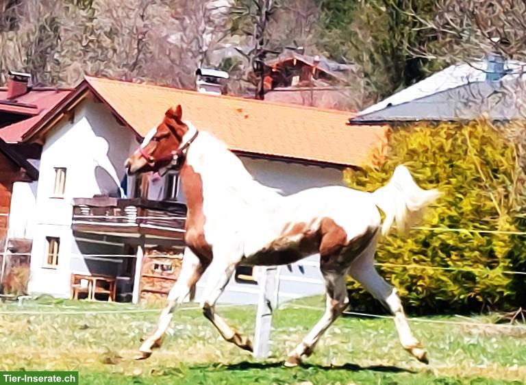 Bild 5: Pinto Araber Fuchsscheck Wallach für den gehobenen Freizeitreiter