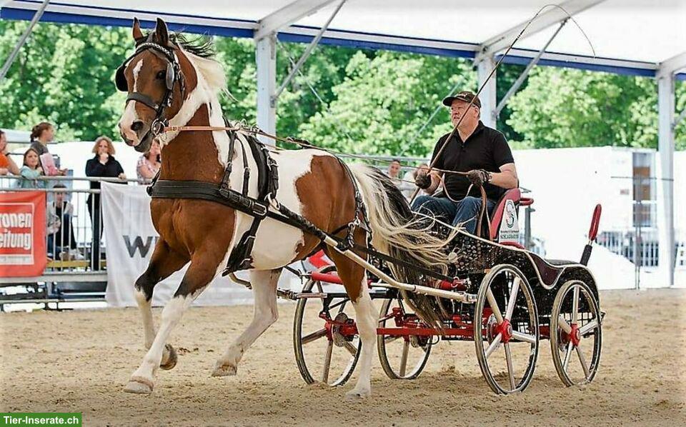 Bild 8: Pinto Araber Fuchsscheck Wallach für den gehobenen Freizeitreiter
