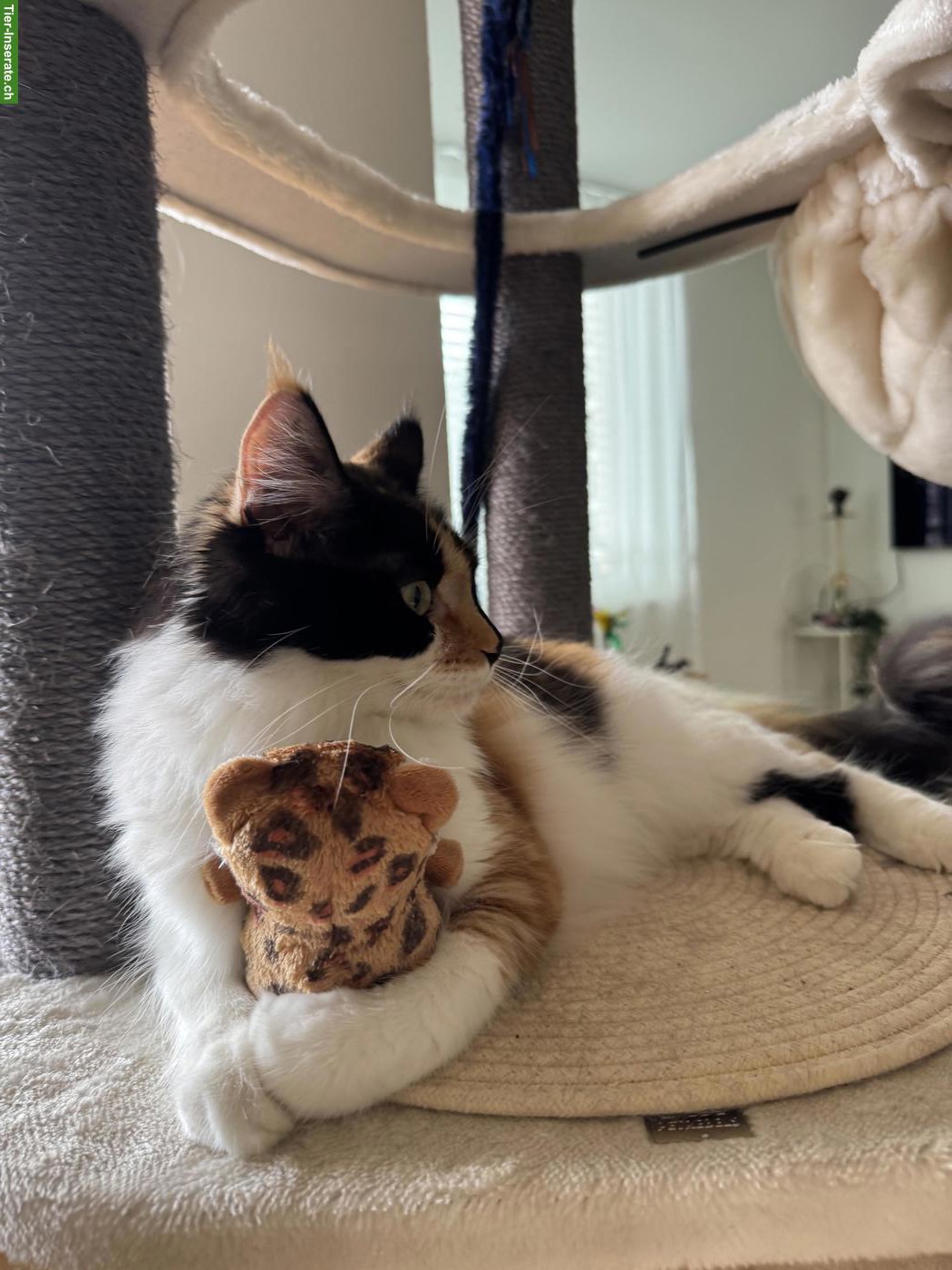 Bild 2: Dreifarbige Maine Coon Glückskatze, sehr verschmust & menschenbezogen