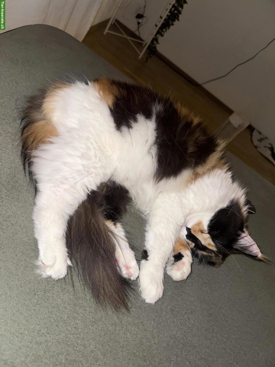 Bild 6: Dreifarbige Maine Coon Glückskatze, sehr verschmust & menschenbezogen