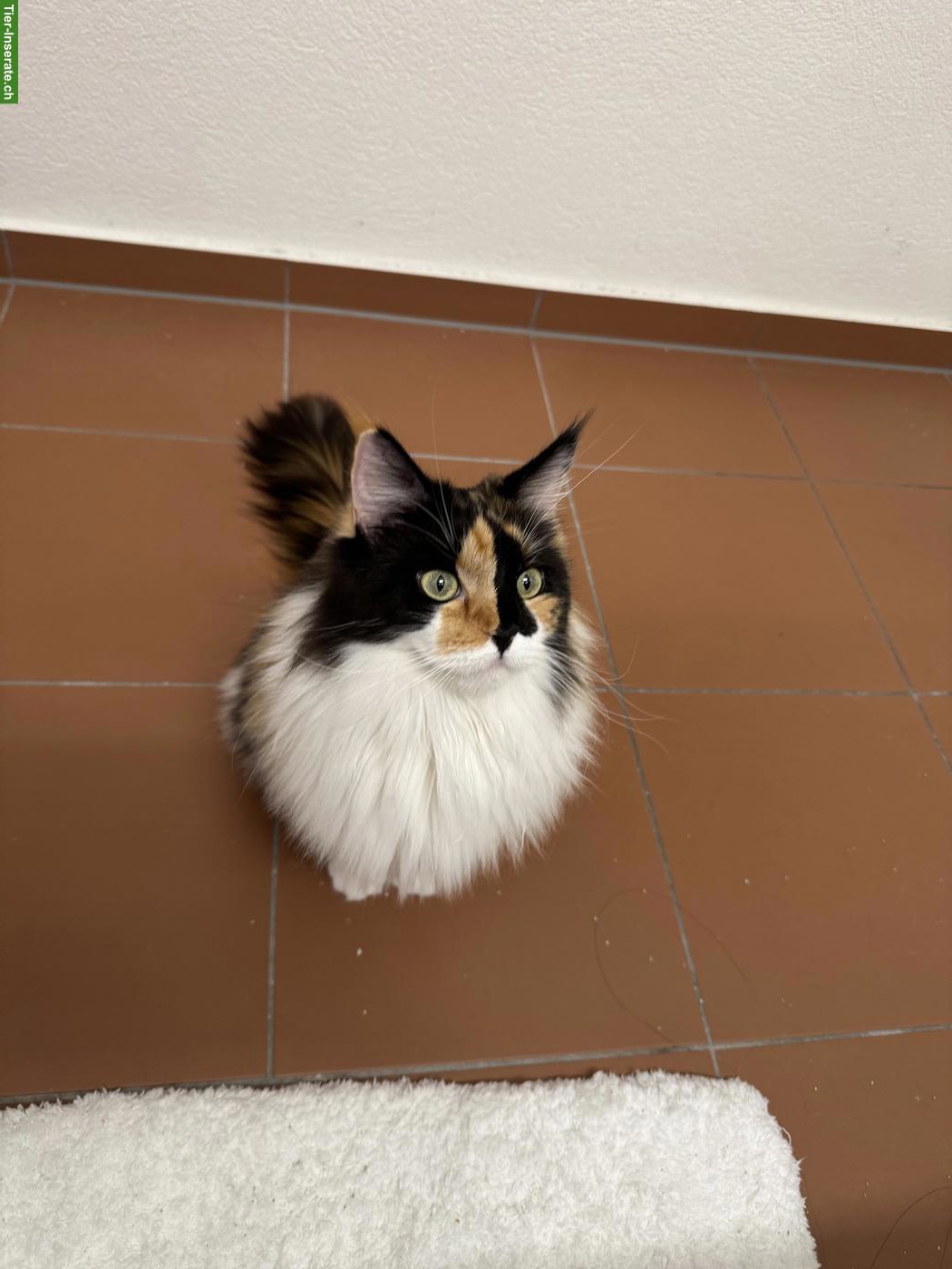 Bild 7: Dreifarbige Maine Coon Glückskatze, sehr verschmust & menschenbezogen