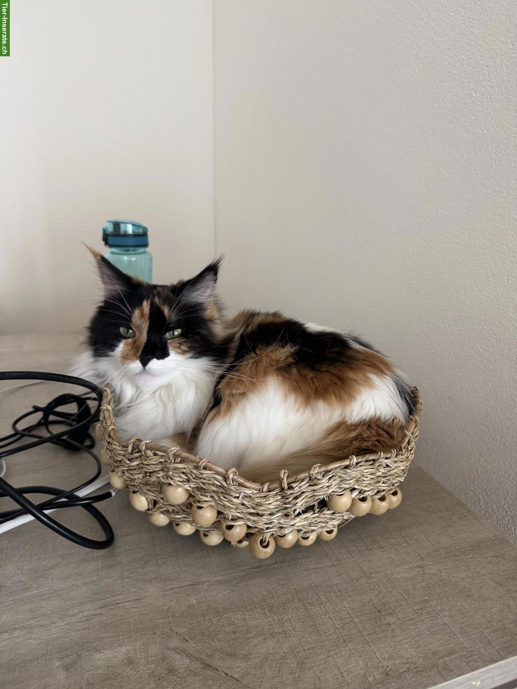Bild 8: Dreifarbige Maine Coon Glückskatze, sehr verschmust & menschenbezogen