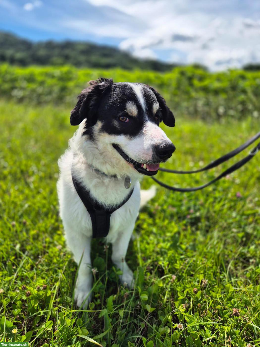 Herdenschutzhund-Mischlingsrüde Diego sucht neues Zuhause
