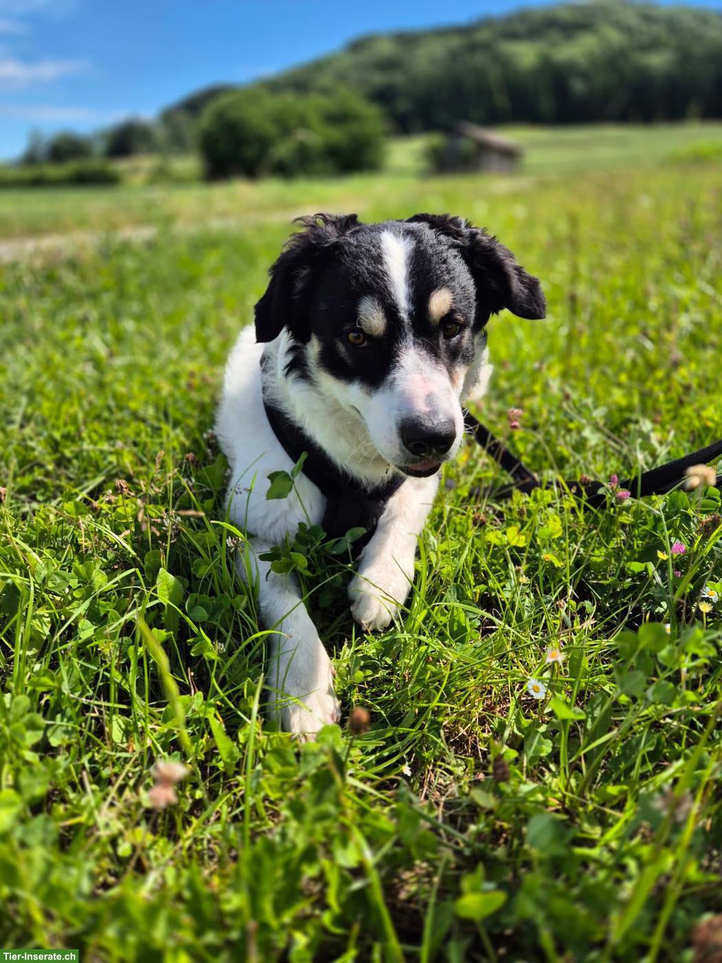 Bild 8: Herdenschutzhund-Mischlingsrüde Diego sucht neues Zuhause