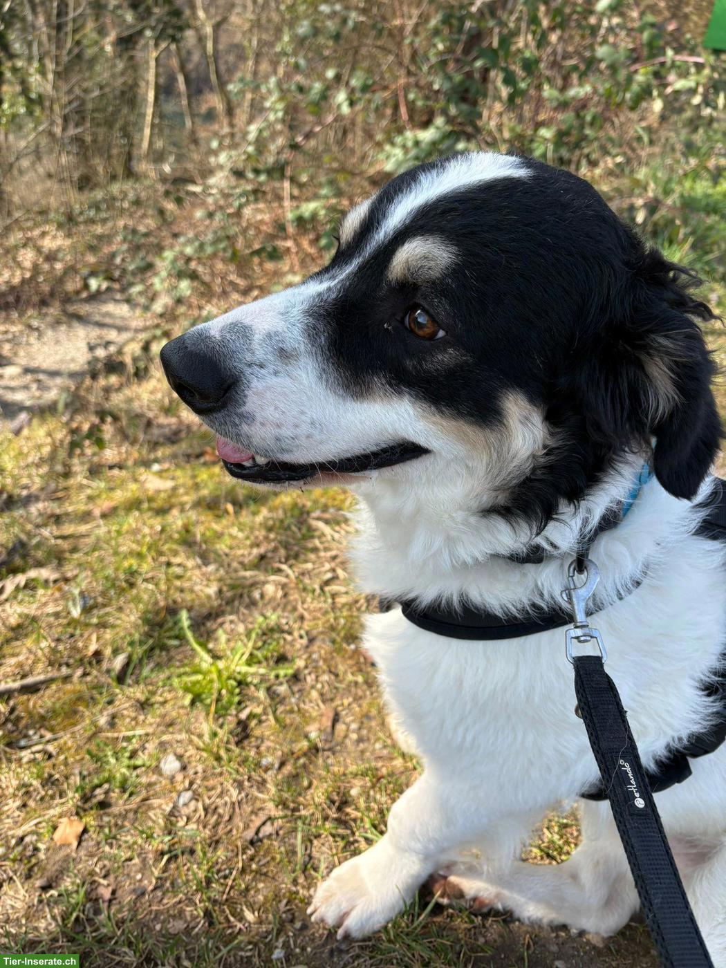 Bild 9: Herdenschutzhund-Mischlingsrüde Diego sucht neues Zuhause