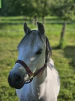 Reitbeteiligung für motiviertes 8-jähriges Welsh-A-Pony