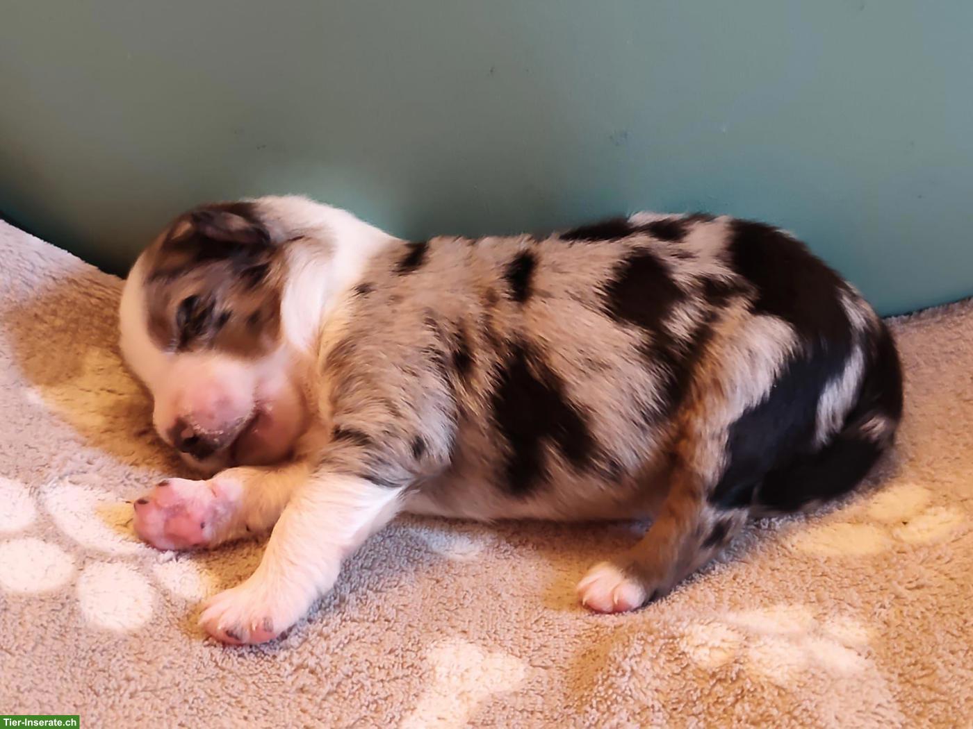 Miniature Australian Shepherd Welpen