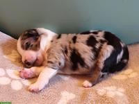 Miniature Australian Shepherd Welpen