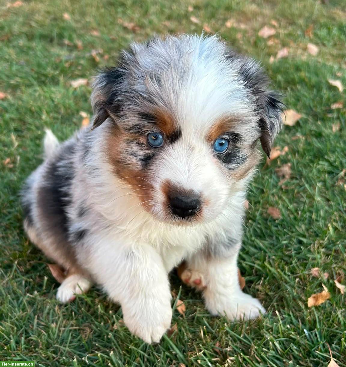 Bild 10: Miniature Australian Shepherd Welpen