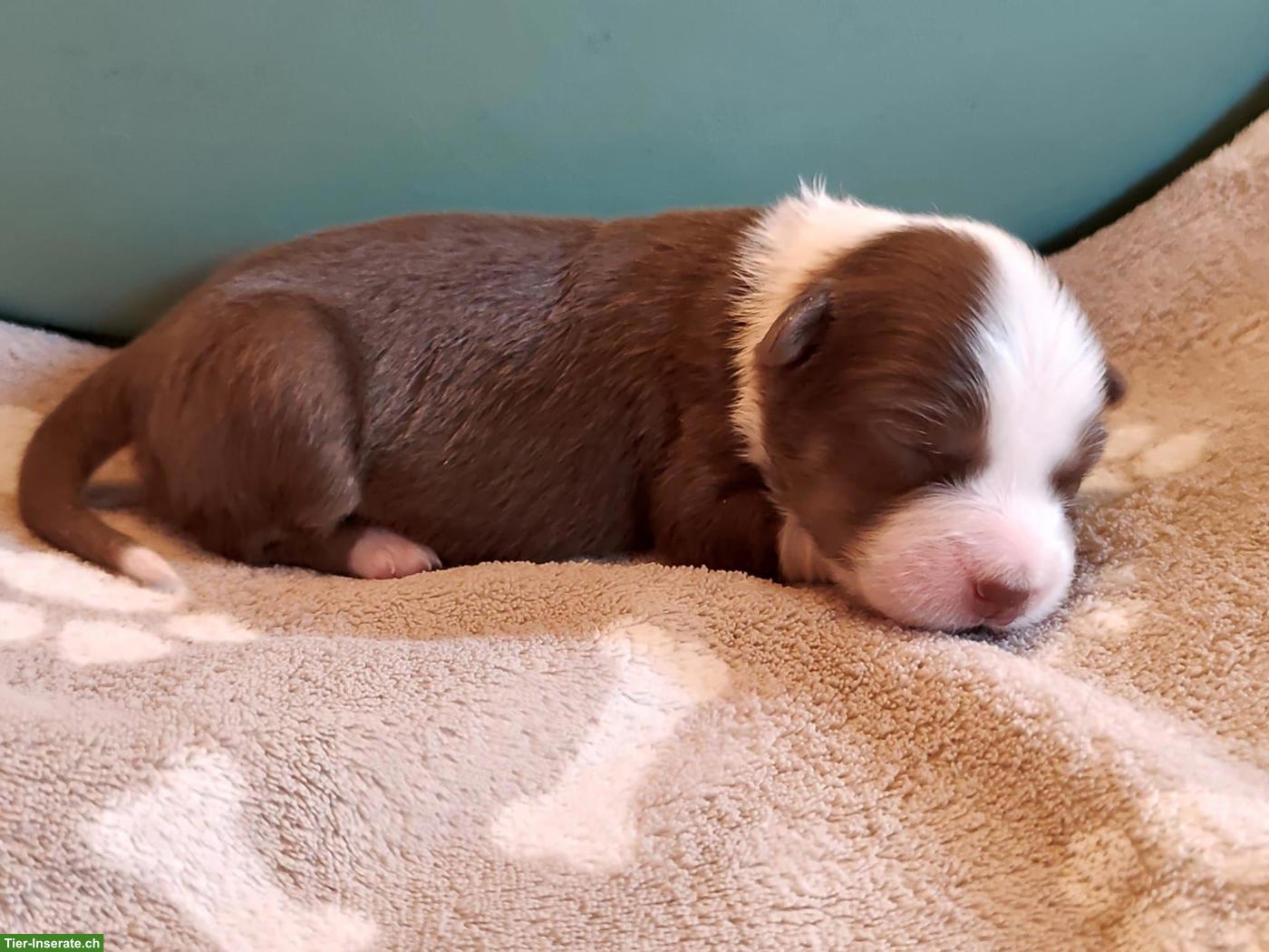 Bild 2: Miniature Australian Shepherd Welpen