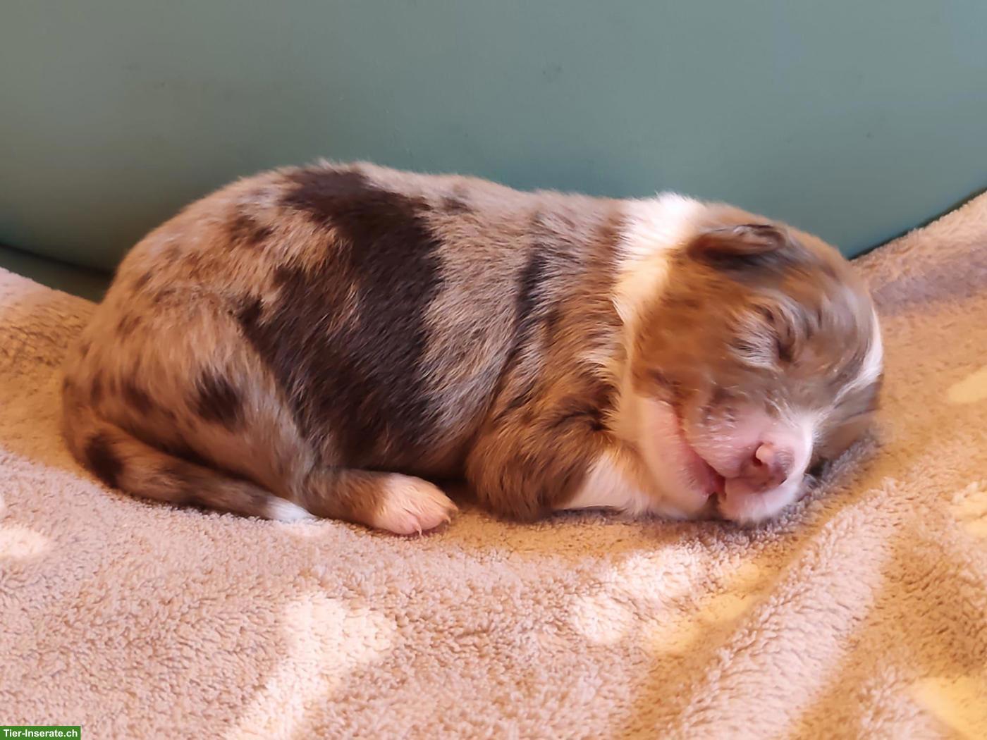 Bild 4: Miniature Australian Shepherd Welpen