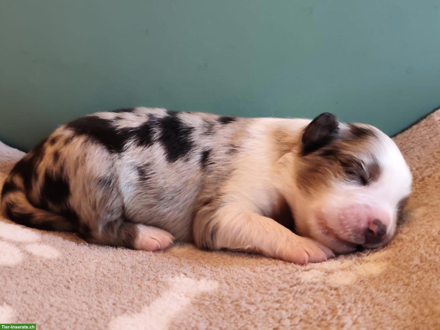 Bild 5: Miniature Australian Shepherd Welpen