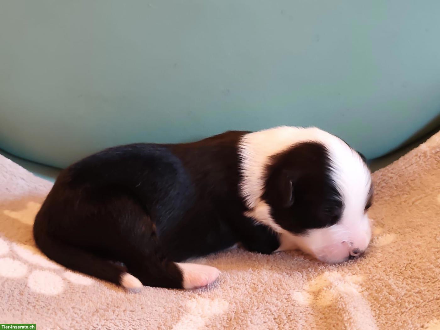 Bild 6: Miniature Australian Shepherd Welpen