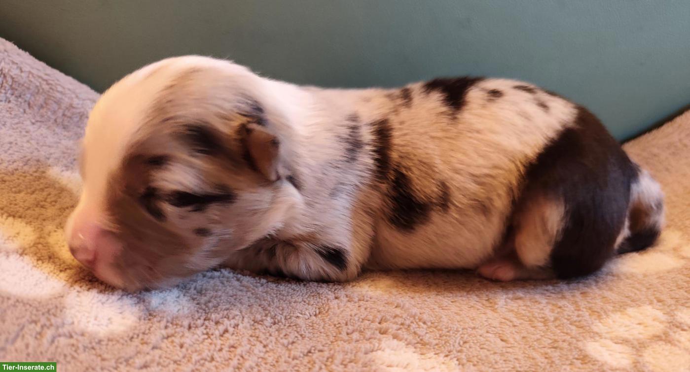 Bild 7: Miniature Australian Shepherd Welpen