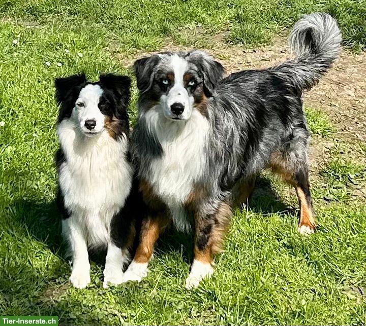 Bild 8: Miniature Australian Shepherd Welpen