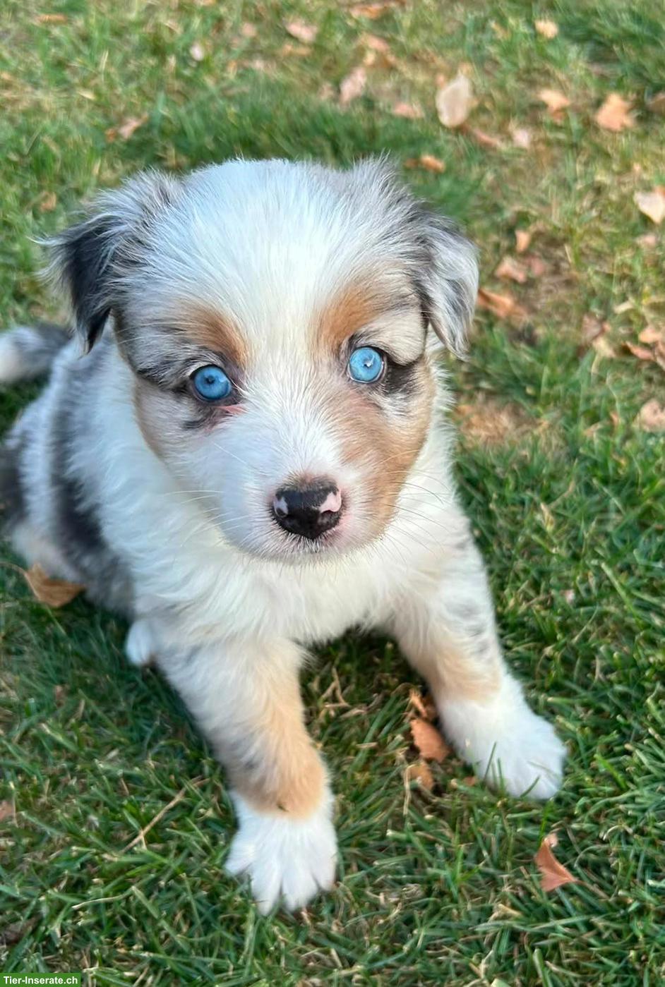 Bild 9: Miniature Australian Shepherd Welpen