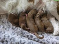 Zuckersüsse Cavapoo Welpen