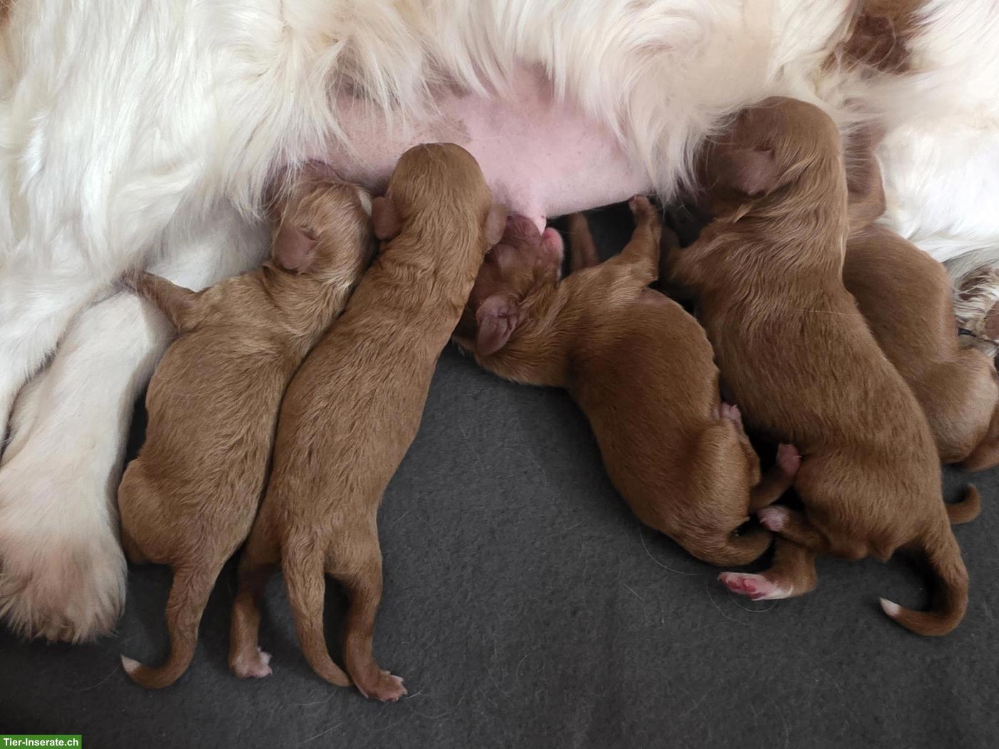 Bild 2: Zuckersüsse Cavapoo Welpen