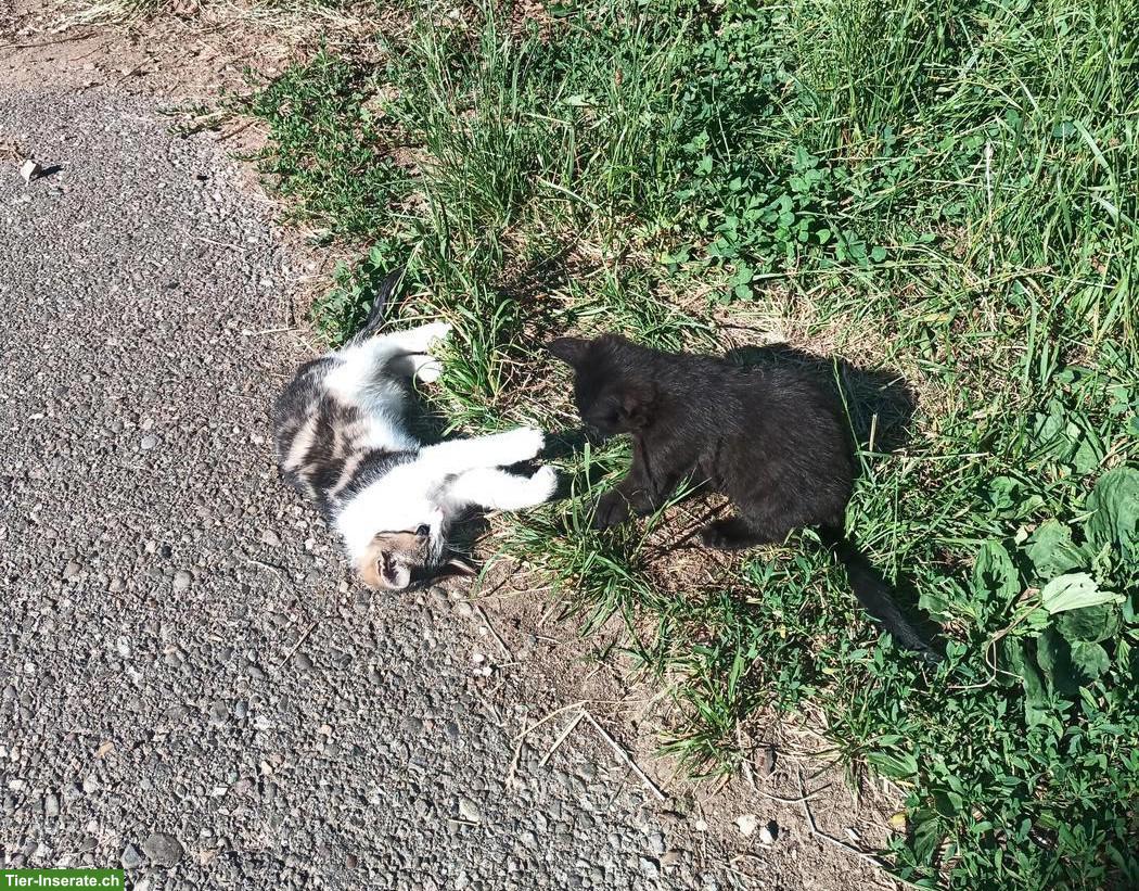 Bauernhof Kätzchen, 2 Kater