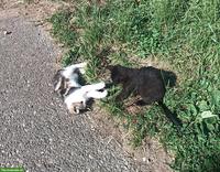 Bauernhof Kätzchen, 2 Kater