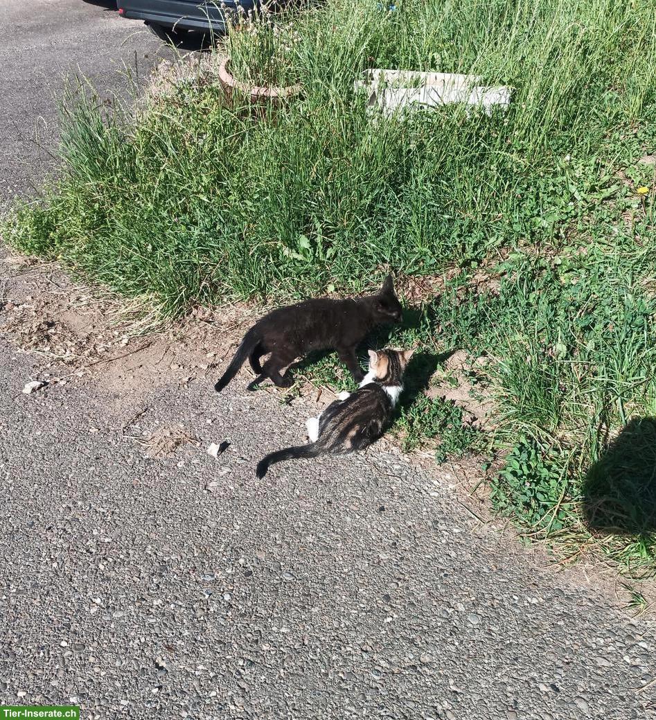 Bild 2: Bauernhof Kätzchen, 2 Kater