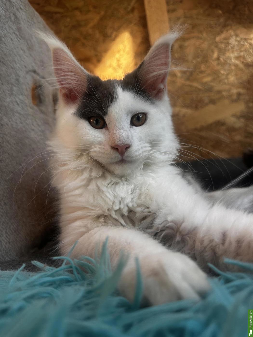 Maine Coon Katzenmädchen, blue Harlequin