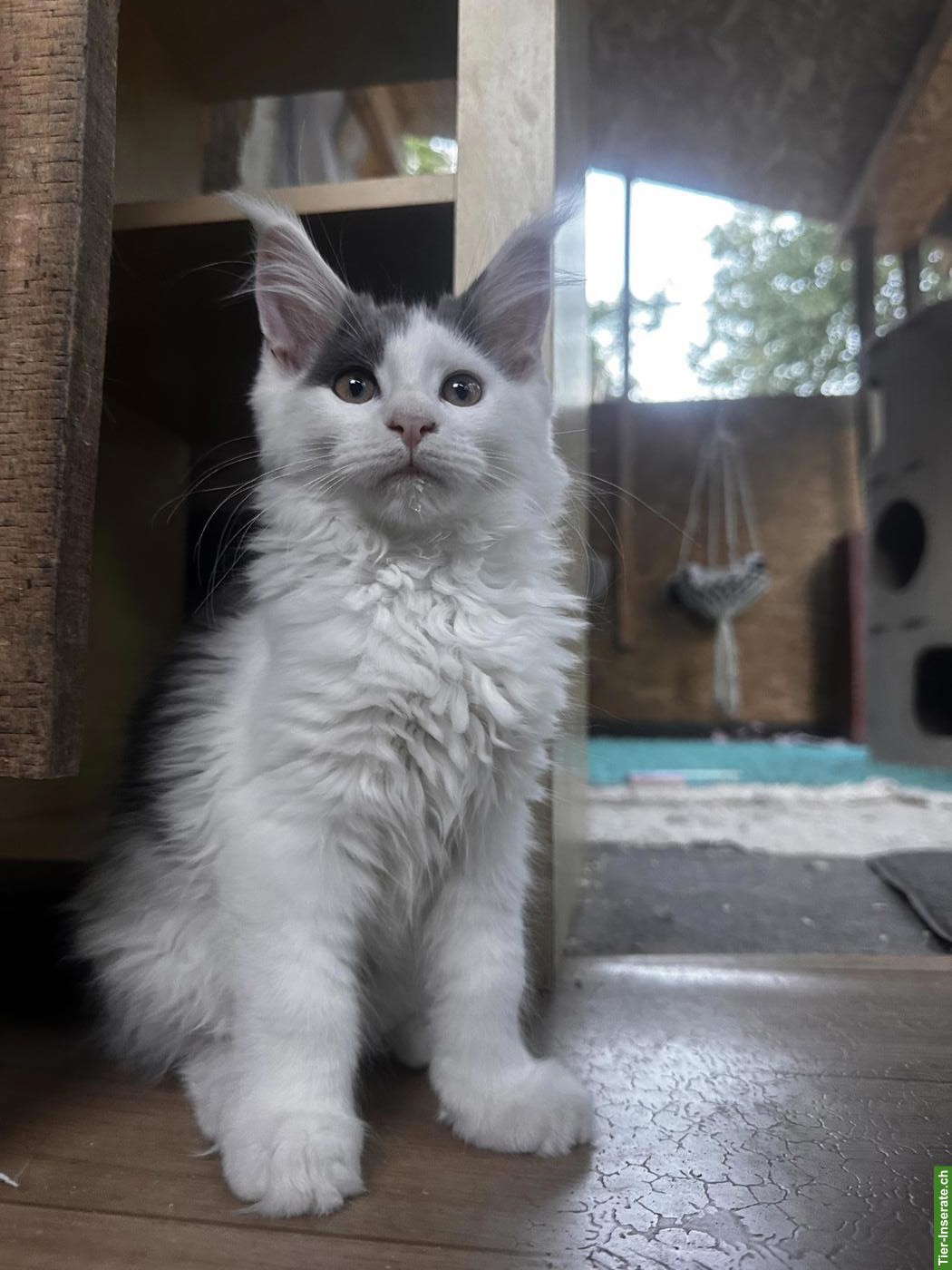Bild 2: Maine Coon Katzenmädchen, blue Harlequin