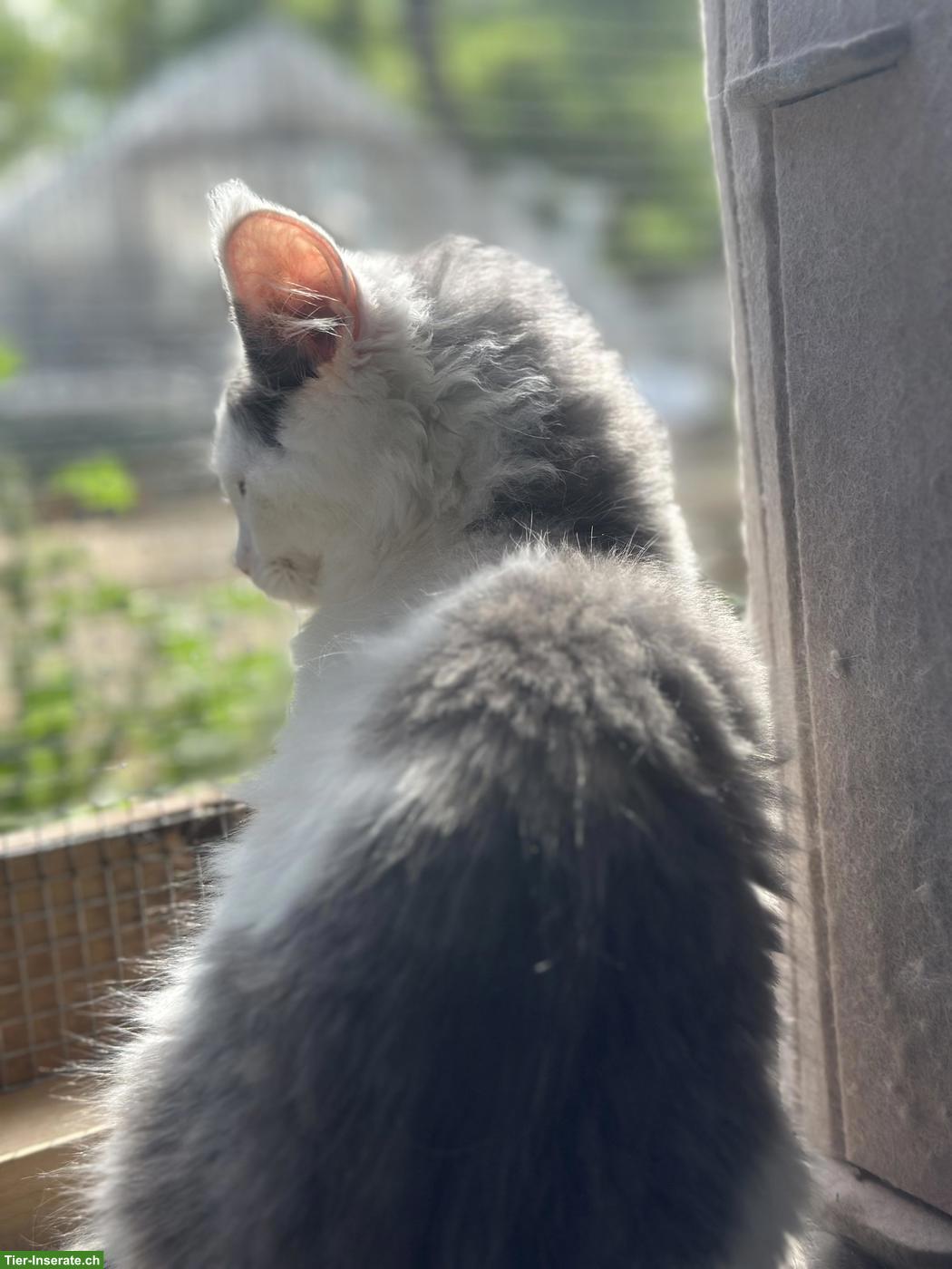 Bild 3: Maine Coon Katzenmädchen, blue Harlequin