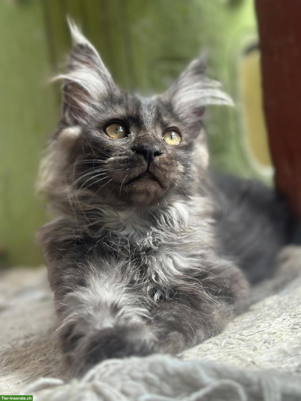 Black Smoke Maine Coon Mädchen sucht ein Zuhause