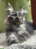 Black Smoke Maine Coon Mädchen sucht ein Zuhause
