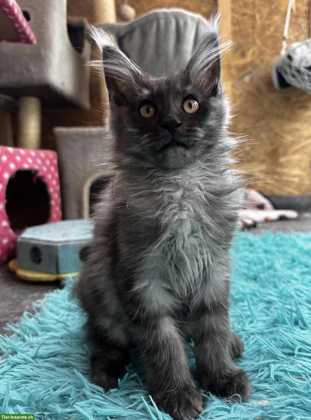 Bild 2: Black Smoke Maine Coon Mädchen sucht ein Zuhause