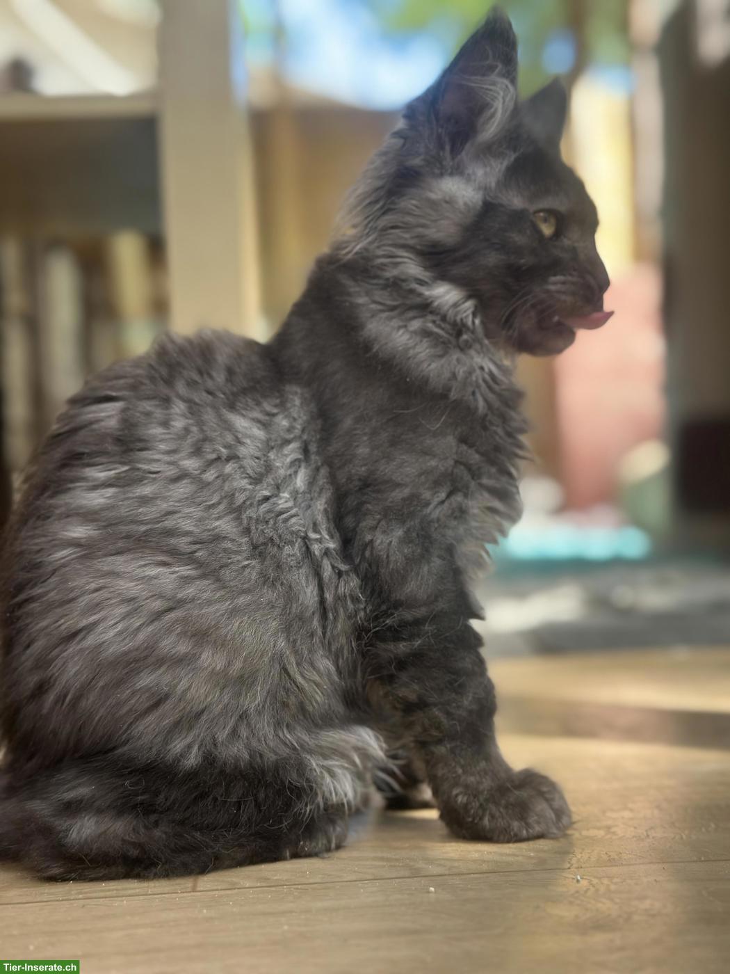 Bild 3: Black Smoke Maine Coon Mädchen sucht ein Zuhause