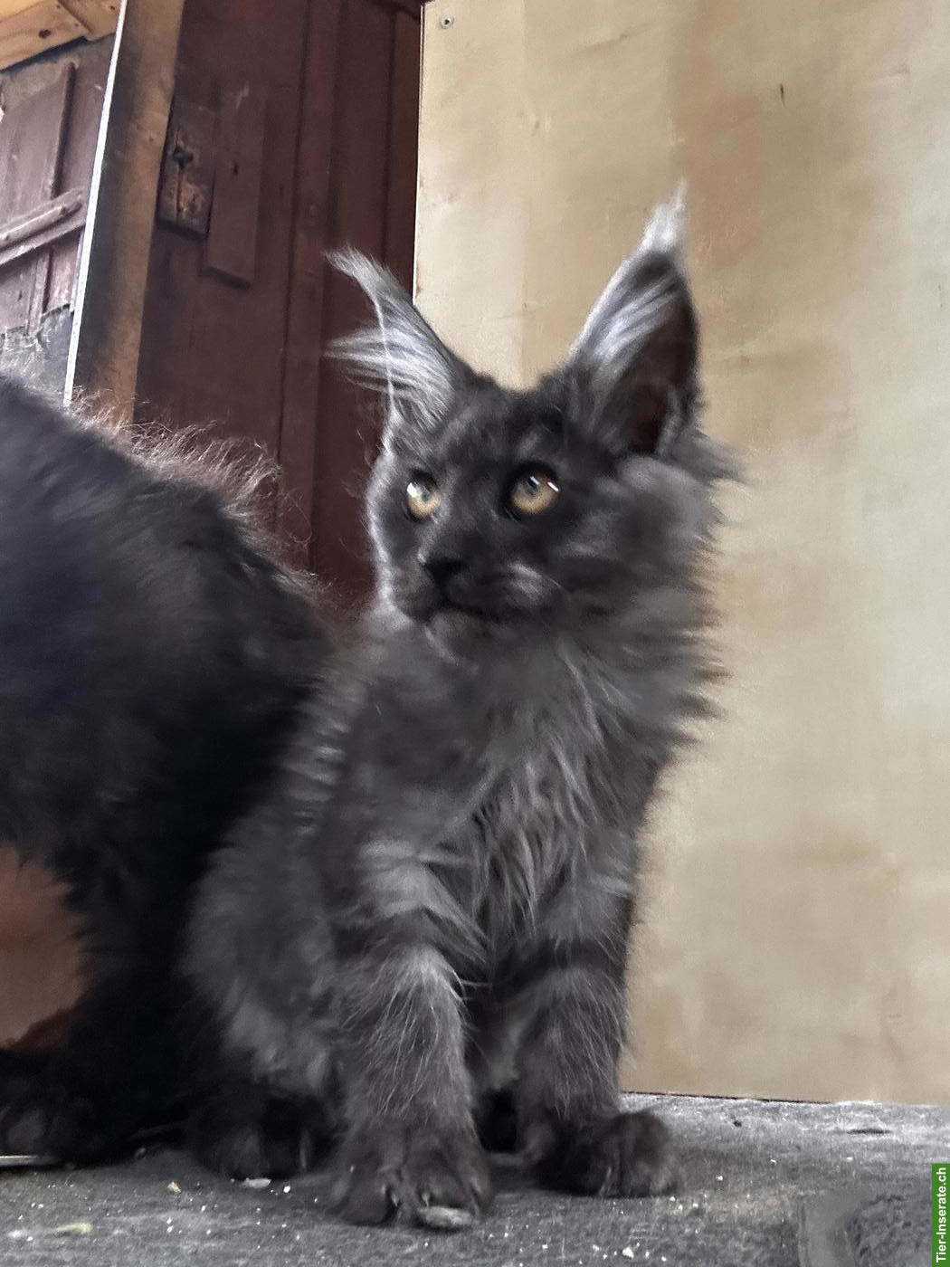 Bild 4: Black Smoke Maine Coon Mädchen sucht ein Zuhause