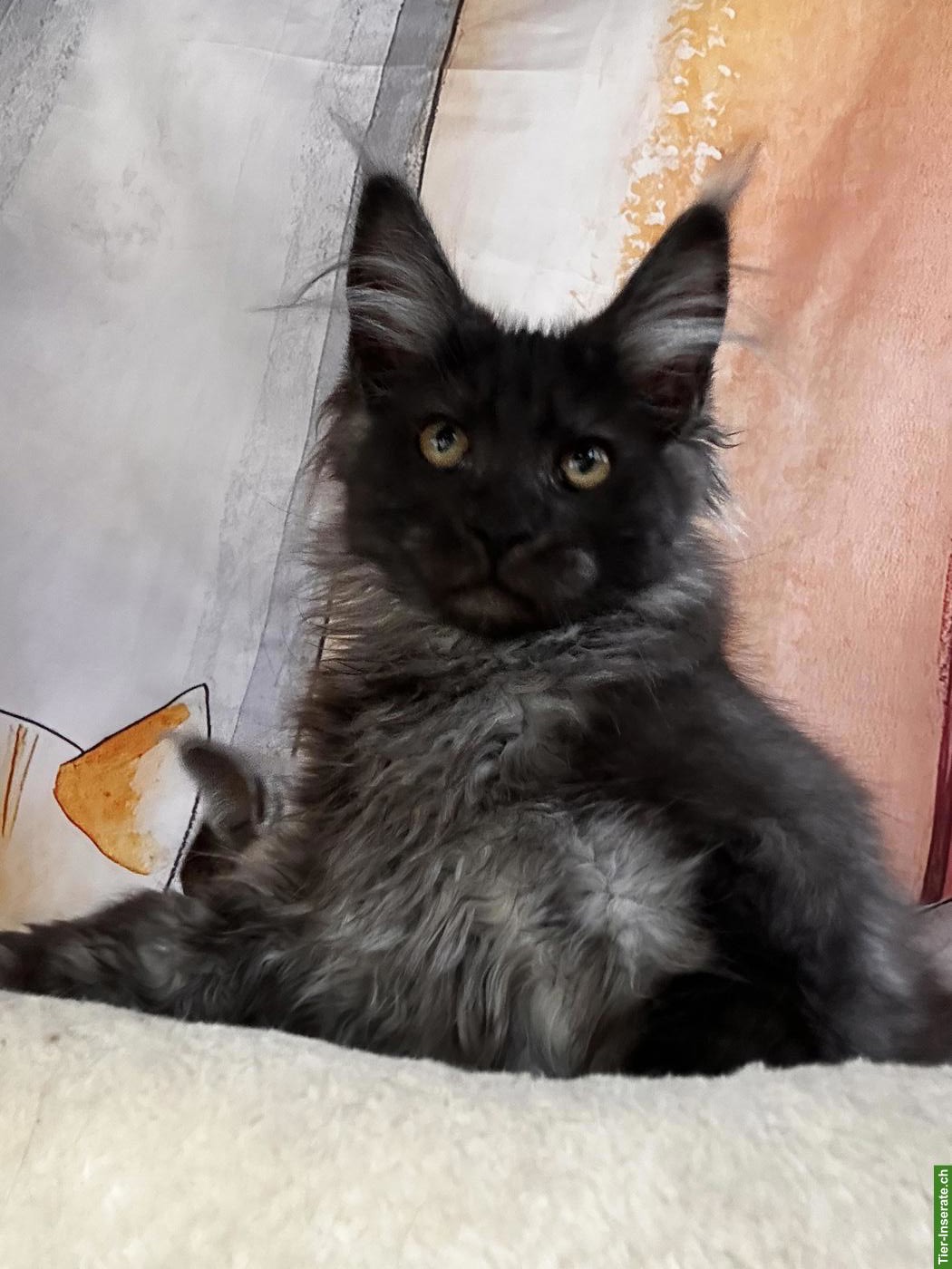 Bild 5: Black Smoke Maine Coon Mädchen sucht ein Zuhause