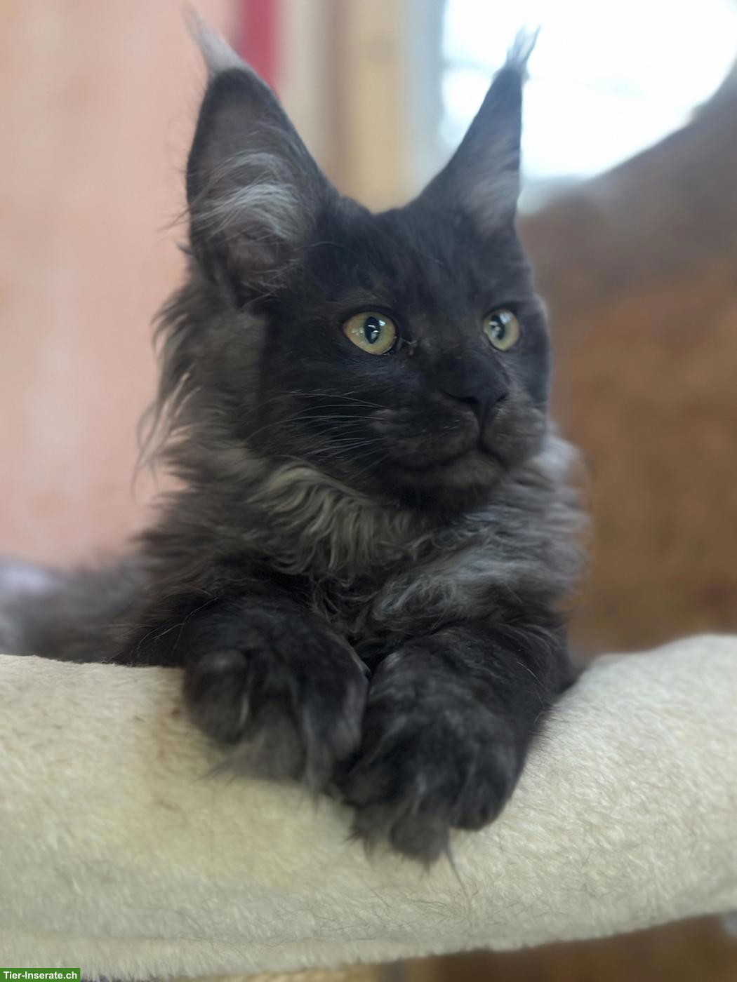 Bild 6: Black Smoke Maine Coon Mädchen sucht ein Zuhause