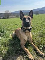 Junger Malinois Rüde sucht ein Zuhause