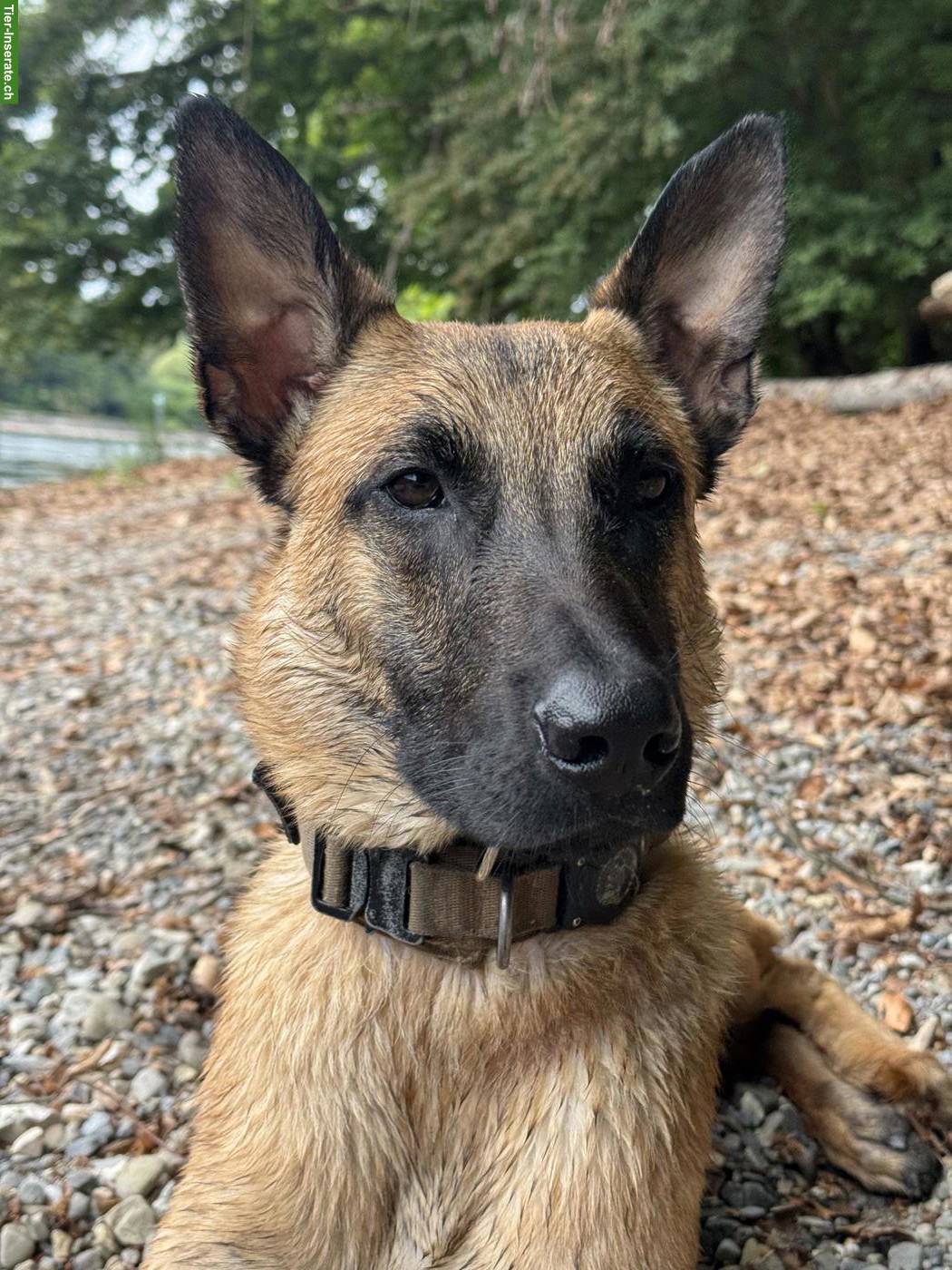 Bild 2: Junger Malinois Rüde sucht ein Zuhause
