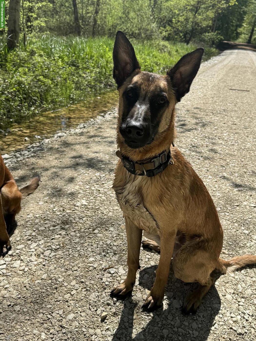 Bild 3: Junger Malinois Rüde sucht ein Zuhause