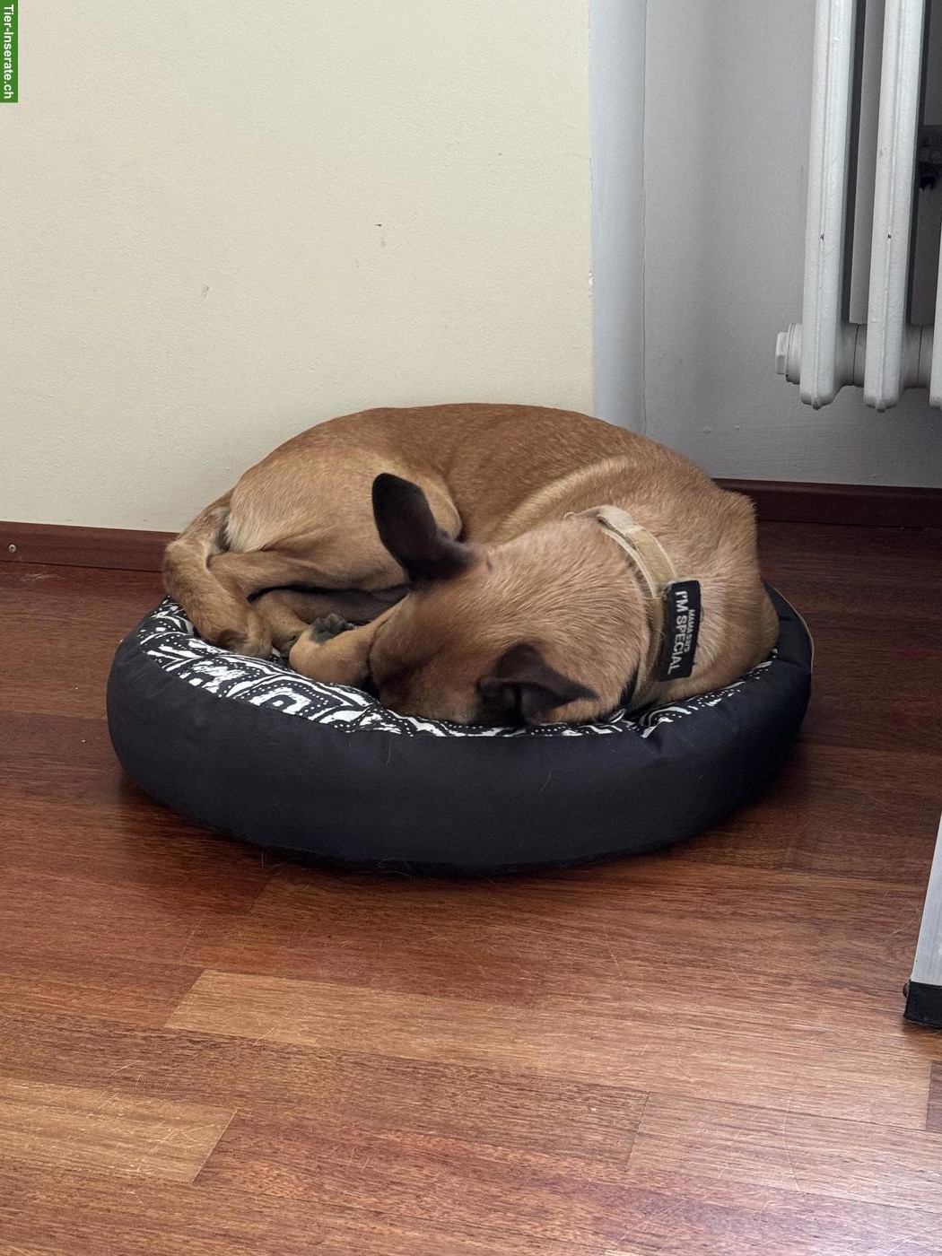 Bild 4: Junger Malinois Rüde sucht ein Zuhause