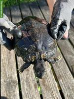 2 ältere Rotwangen-Schmuckschildkröten gratis abzugeben