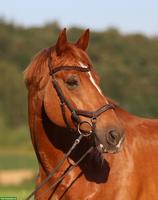 Bayerisches Warmblut, Lehrmeister bis M Dressur & toller Charakter