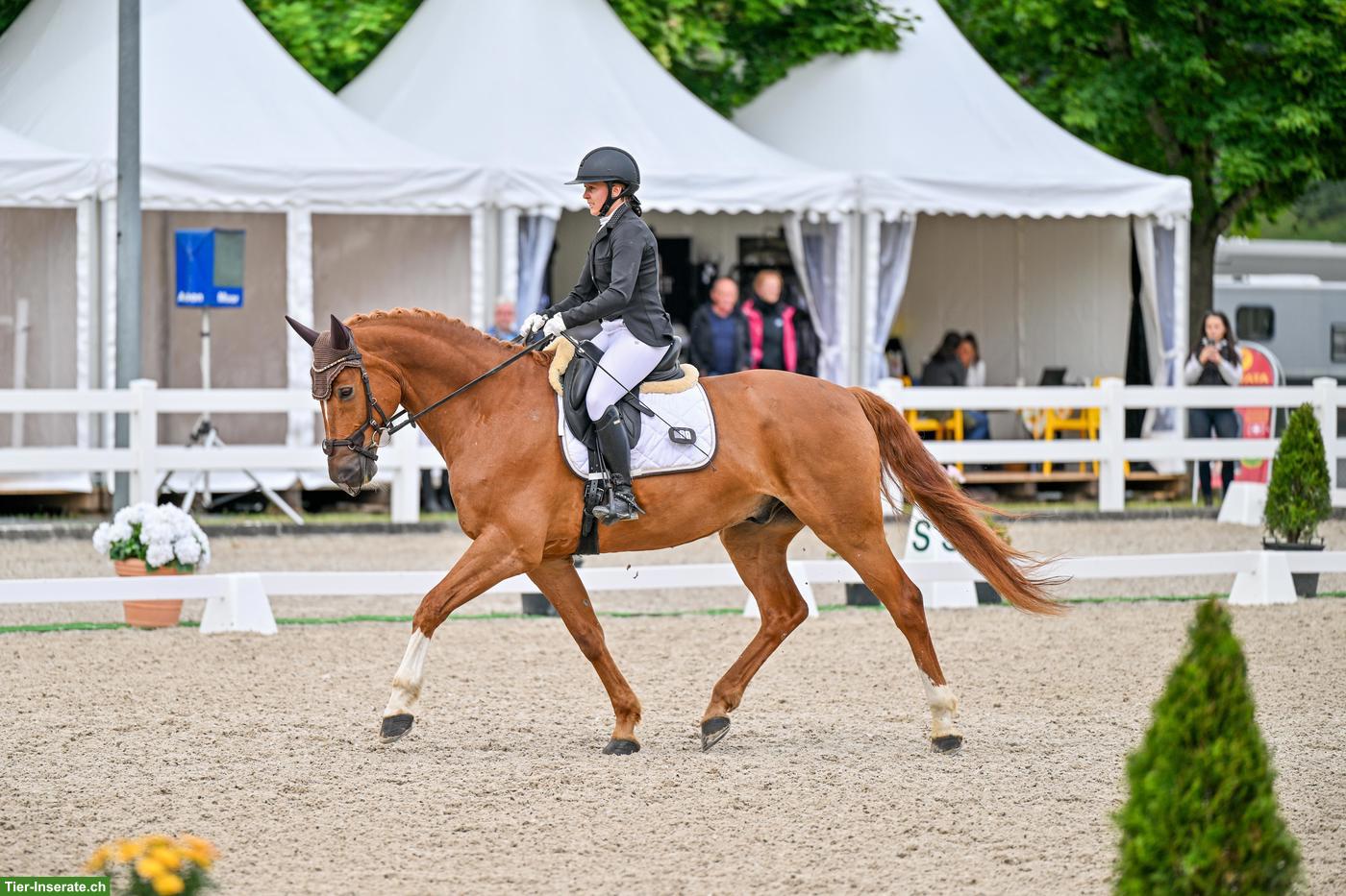 Bild 2: Bayerisches Warmblut, Lehrmeister bis M Dressur & toller Charakter