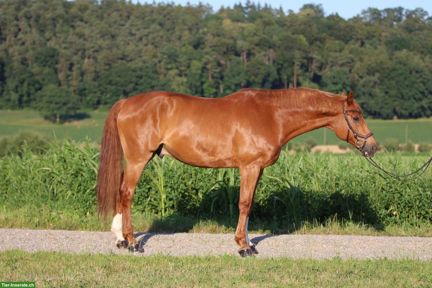 Bild 3: Bayerisches Warmblut, Lehrmeister bis M Dressur & toller Charakter