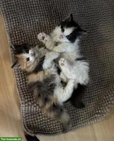 Süsse Maine Coon Mix Kätzchen, Männchen + Weibchen