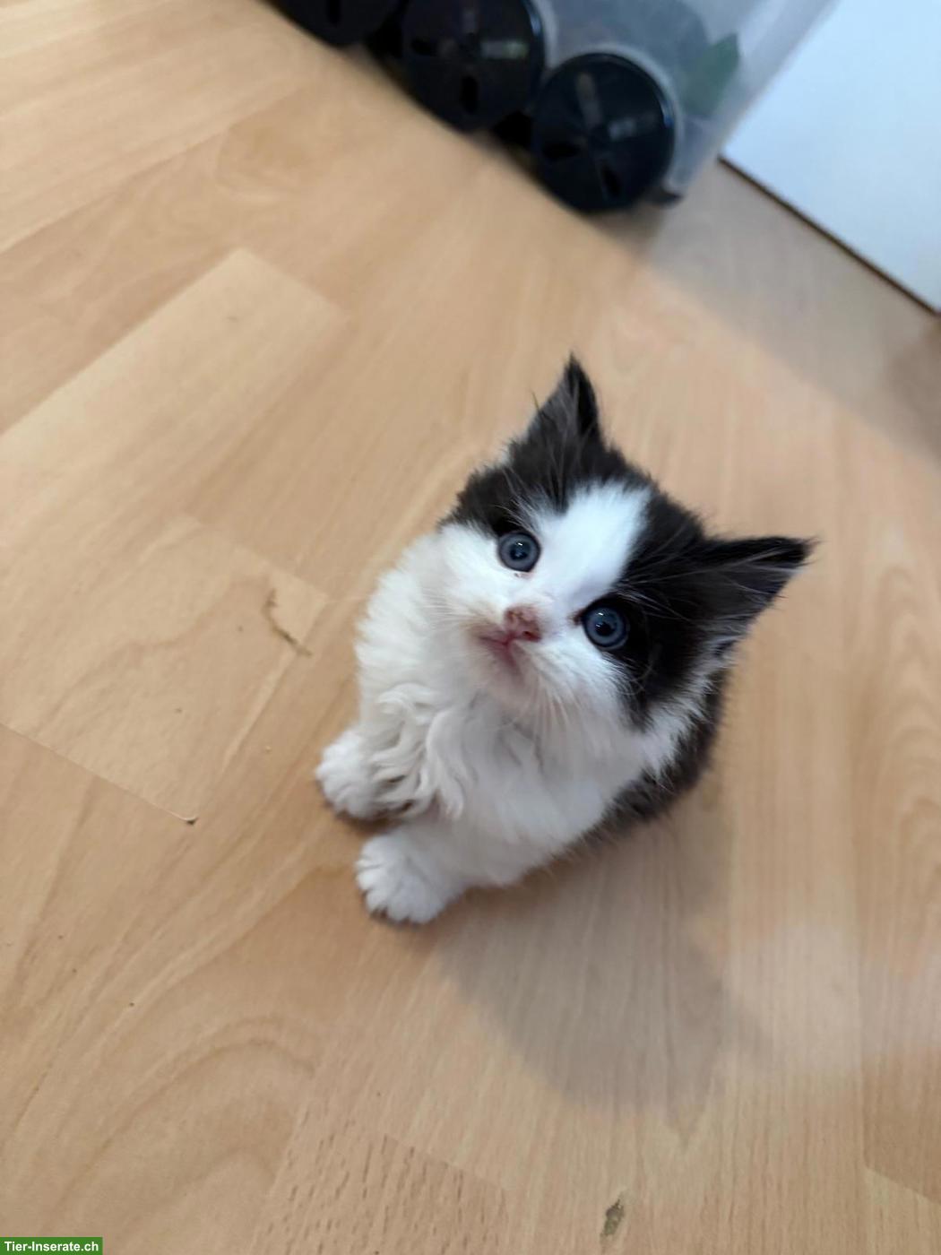 Bild 2: Süsse Maine Coon Mix Kätzchen, Männchen + Weibchen