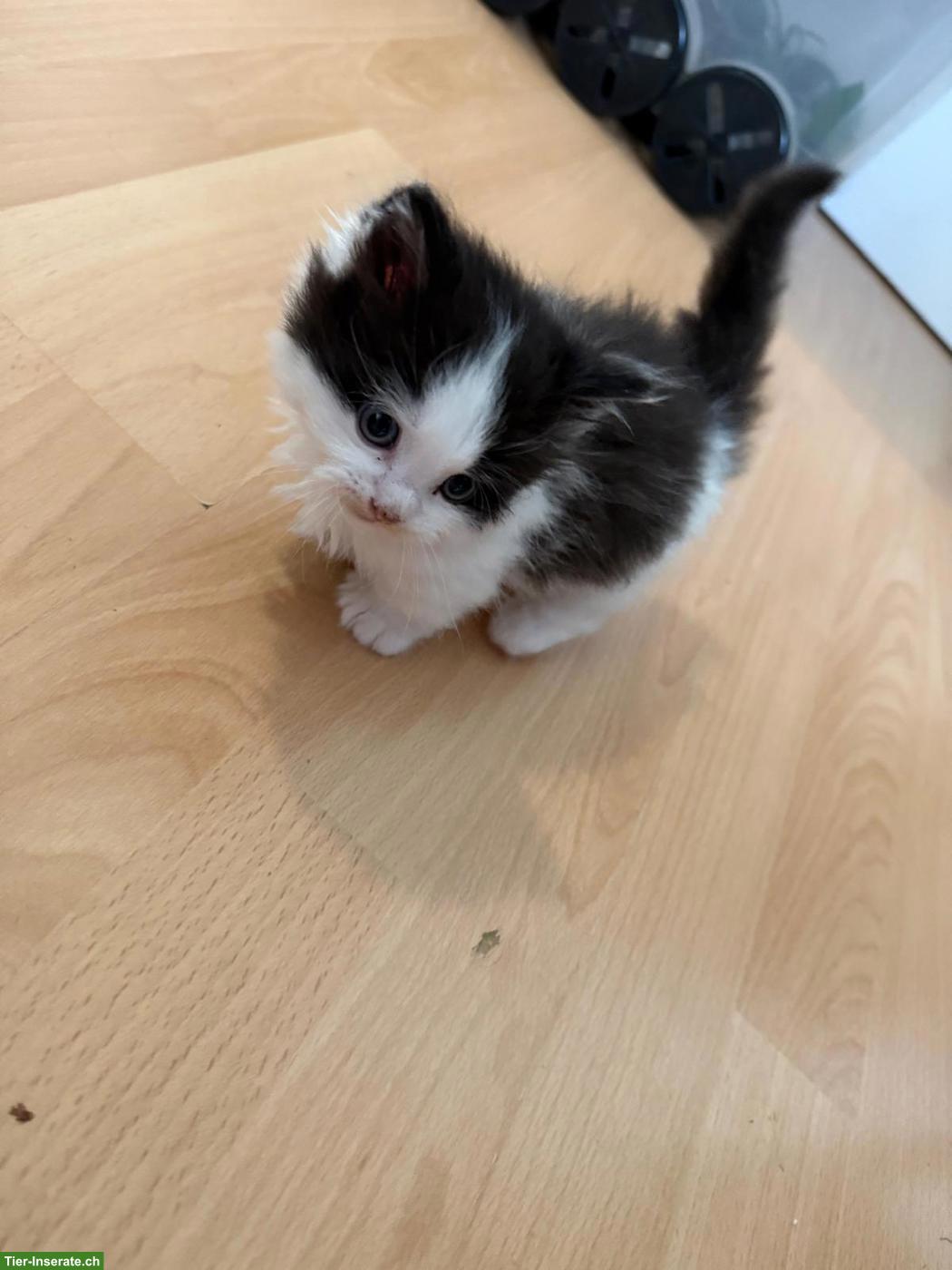 Bild 3: Süsse Maine Coon Mix Kätzchen, Männchen + Weibchen